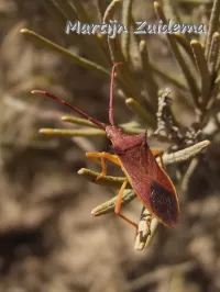 Foto: [Gonocerus insidiator] Corsica France